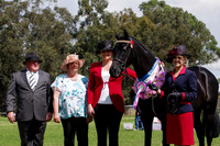 2013 WAECI Breed Gala Halter and Performance Show