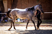 IMGP1833