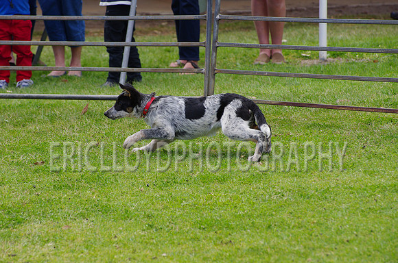 Jess-4084