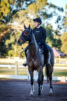 International Dressage