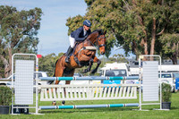 CCN1 Star -S Ascot Equine Veterinarians