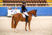 11A Comp Elementary 3.1 Pony