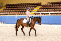 14 Competitive Medium 4.2 Horse