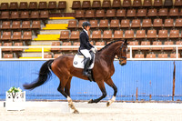 Comp Elementary 3.1 Horse