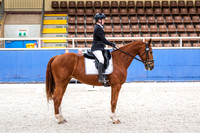Comp Novice 2.3 Horse