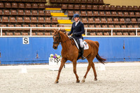 Comp 5.1 Horses