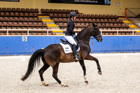 Comp Advanced 5.2 Horses