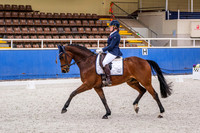Comp Medium 4.2 Horses