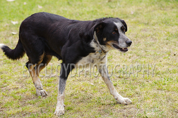 Jess-4096