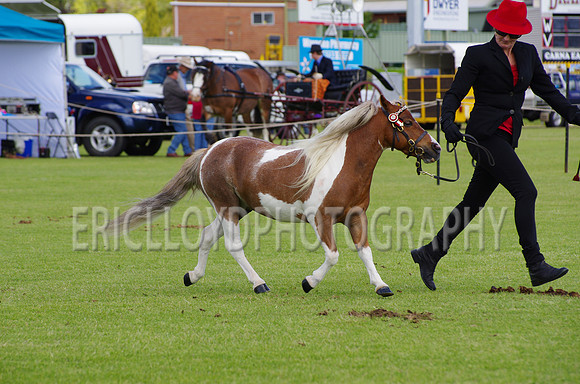Jess-4554