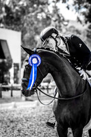 Perth Dressage Club Young Horse Qualifier 28.02.2016