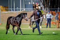 DSCF2784
