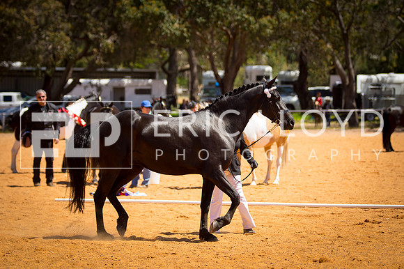 untitled-9507