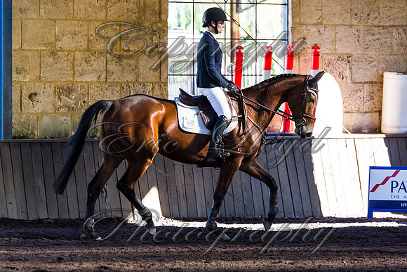 SRSJ Young Horse-8037