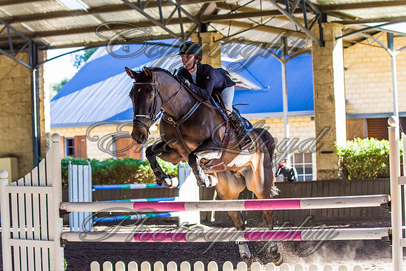 SRSJ Young Horse-8028