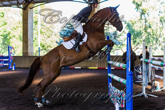 SRSJ Young Horse-8059