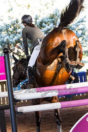 SRSJ Young Horse-8005