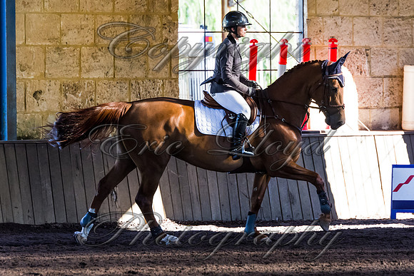 SRSJ Young Horse-8055