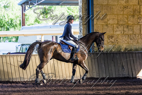 SRSJ Young Horse-8007