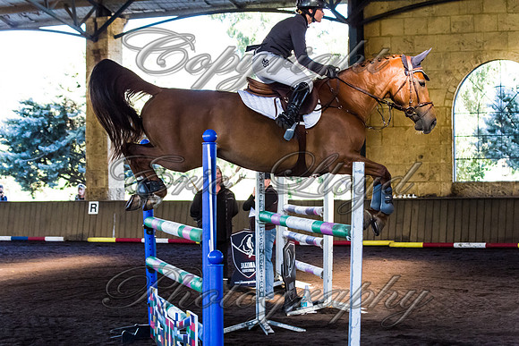 SRSJ Young Horse-8061