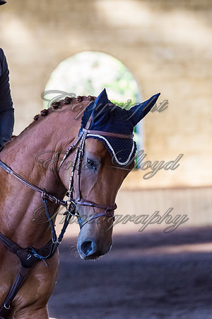 SRSJ Young Horse-8054