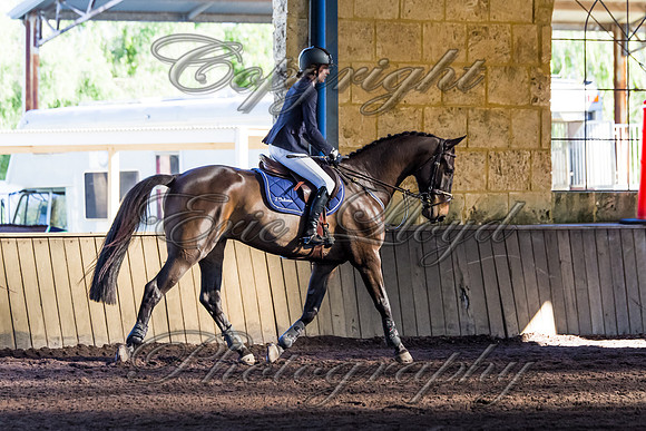 SRSJ Young Horse-8008