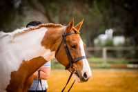 Walk/Trot Ridden & Halter