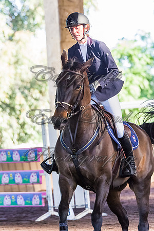 SRSJ Young Horse-8017