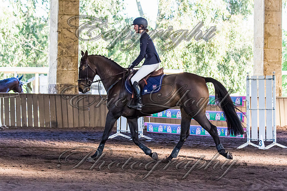 SRSJ Young Horse-8012