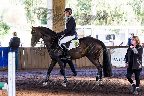 SRSJ Young Horse-7960
