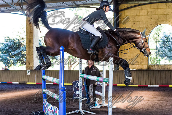 SRSJ Young Horse-7997