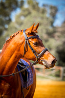 Walk/Trot/Canter Ridden & Halter