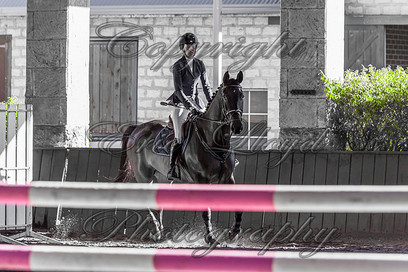 SRSJ Young Horse-8009