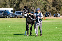 Classes 7-18 Supreme Welsh Foal