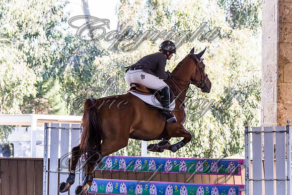 SRSJ Young Horse-8063