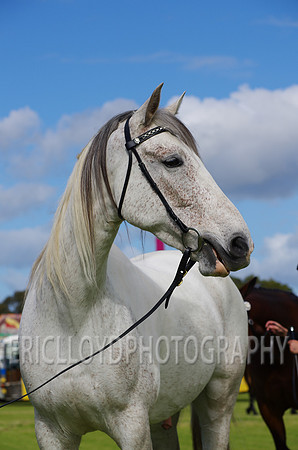 Jess-2448