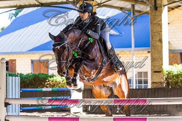 SRSJ Young Horse-8000