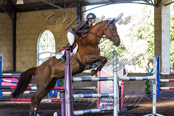 SRSJ Young Horse-8066