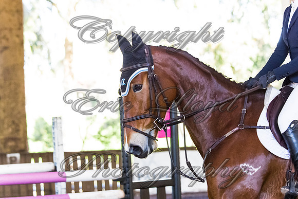 SRSJ Young Horse-8044