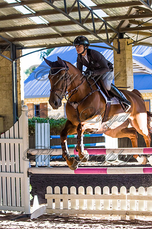 SRSJ Young Horse-8065