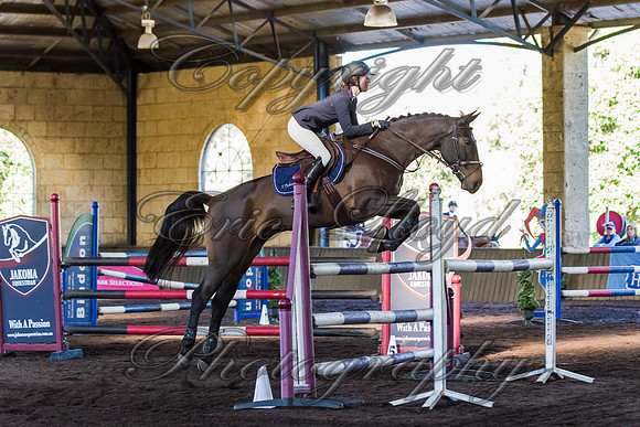 SRSJ Young Horse-8030