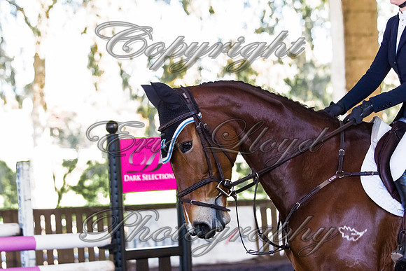SRSJ Young Horse-8043