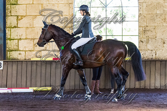 SRSJ Young Horse-7983