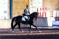SRSJ Young Horse-7965