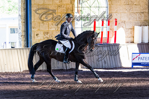 SRSJ Young Horse-7965