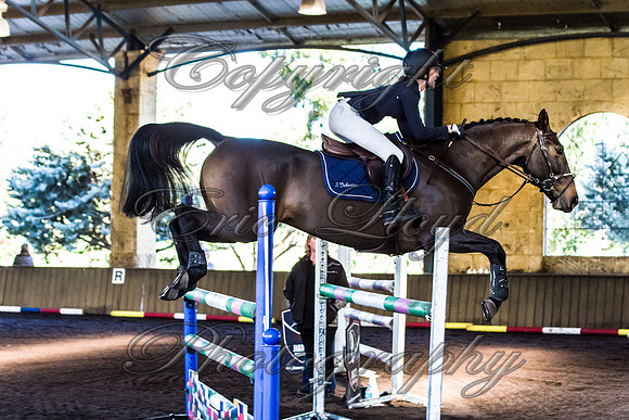SRSJ Young Horse-8025