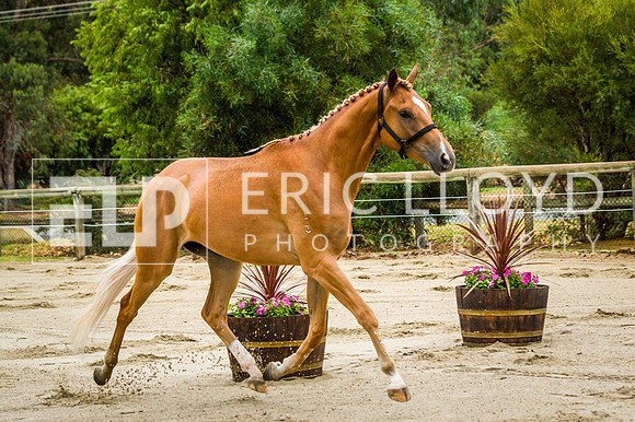 ERIC2378