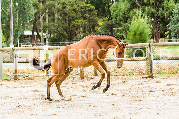 ERIC2409