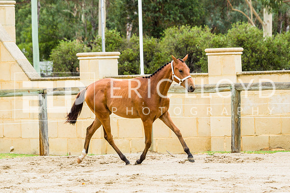 ERIC2431