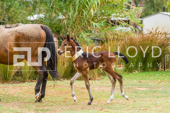 ERIC2490